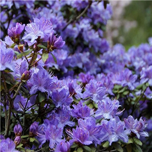 Rhododendron Impeditum Arctic Blue
